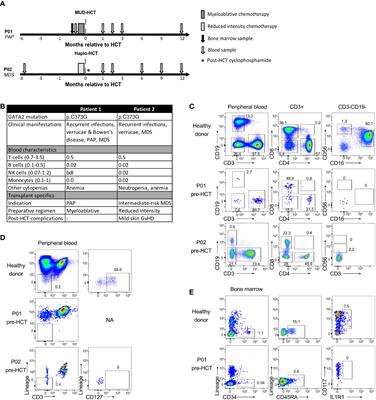 GATA2 haploinsufficient patients lack innate lymphoid cells that arise after hematopoietic cell transplantation